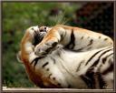 054_tigre.jpg