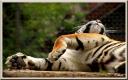 055_Tigre.jpg