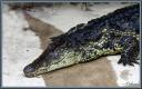 059_Crocodile.jpg