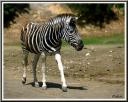 063_Zebre.jpg