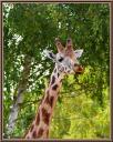 064_Girafe.jpg