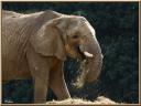 065_Elephant.jpg