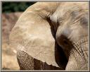 067_Elephant.jpg