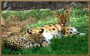 Serval