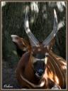 075_Bongo_Antilope.jpg