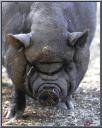 076_Cochon_d-asie.jpg