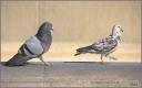 Pigeon 