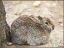 083_Lapin_Parisien.jpg