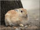 084_Lapin_Parisien.jpg