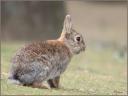 085_Lapin_Parisien.jpg