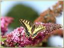 086_Papillon_Machaon_auriol.jpg