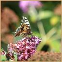 087_Papillon_Machaon_auriol.jpg