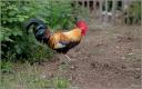 Coq