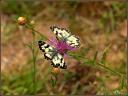 Papillon Demi-deuil