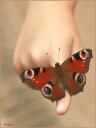 089_Papillon_Paon_du_jour.jpg
