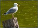 091_Goeland_Argente.jpg