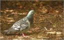 092_Pigeon.jpg