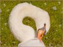 Cygne 