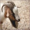 095_Mouflon.jpg