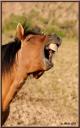 Chevaux