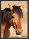 002_Portrait_de_Rubis_Fermes_des_pres.jpg