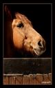 003_Dans_le_box_Fermes_des_pres.jpg