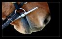 004_J_arrive_un_cheval_capricieux_Fermes_des_pres.jpg