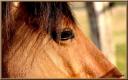 005_Portrait_de_cheval_Ferme_des_pres.jpg