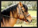 006_Portrait_de_cheval_Ferme_des_pres.jpg