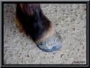 008_Ferrage_de_cheval__Ferme_des_pres.jpg