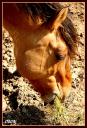 009_Cheval_broutant.jpg