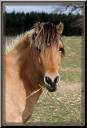 010_Cheval_au_pre.jpg
