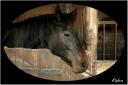 013_Cheval_au_box.jpg