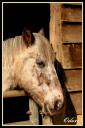 Chevaux