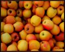 003_Caisse_de_pommes.jpg
