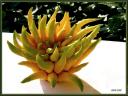 005_Fruit_cedra.jpg