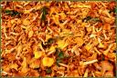 007_Girolles.jpg