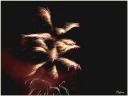 006_Feu_d-artifice.jpg