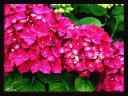 040_Hortensias.jpg