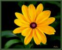 042_Dalhia_jaune.jpg