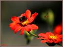 046_Bourdon_et_syrphe.jpg