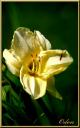 051_Lys_blanc_et_syrphe.jpg