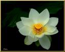 055_Lotus_epanoui.jpg