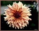059_Dahlia.jpg