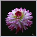 060__Dahlia.jpg