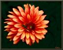 061_Dahlia.jpg