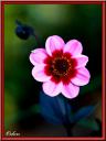 062_Dahlia.jpg