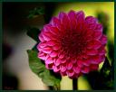 064_Dahlia.jpg