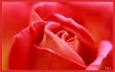 069_Intimite_d-une_rose.jpg