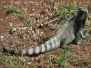022_Iguane.jpg